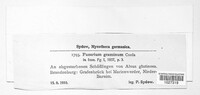 Fusarium graminum image